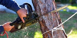 Trusted Woodlyn, PA Tree Services Experts