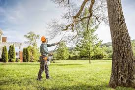 Best Tree and Shrub Care  in Woodlyn, PA