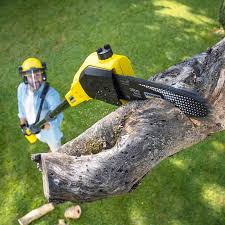 Best Tree Disease Treatment  in Woodlyn, PA