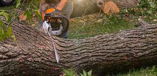 How Our Tree Care Process Works  in  Woodlyn, PA