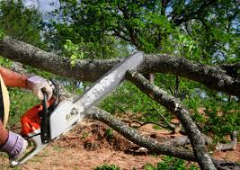 Best Tree Risk Assessment  in Woodlyn, PA