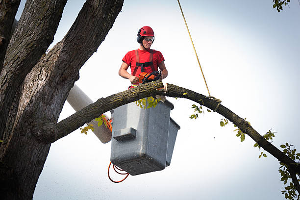 Best Root Management and Removal  in Woodlyn, PA