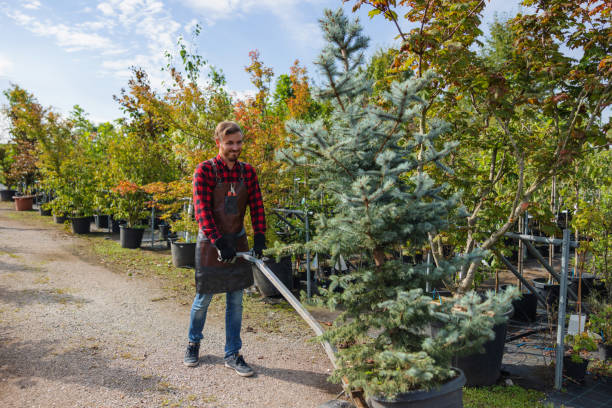 Best Tree Removal  in Woodlyn, PA